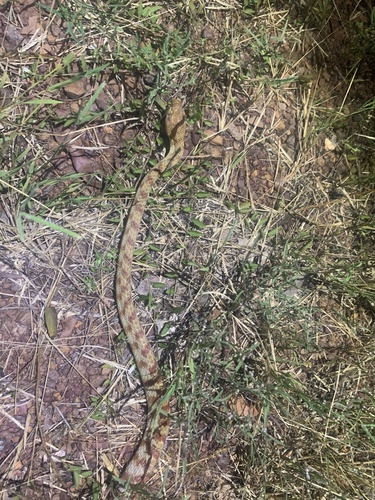 Brown Tree Snake sighting
