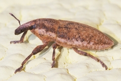 Lixus punctirostris