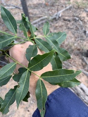 Flindersia australis