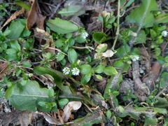 Stellaria media