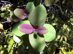 Santalum paniculatum