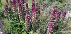 Acanthus syriacus