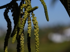 Alnus nepalensis