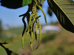 Alnus nepalensis