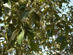 Alnus nepalensis