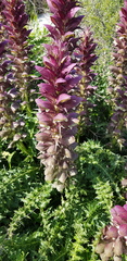 Acanthus syriacus