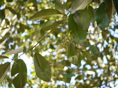 Alnus nepalensis