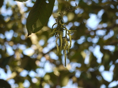 Alnus nepalensis