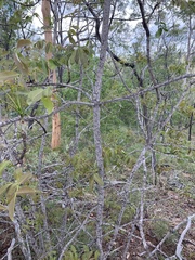 Flindersia australis