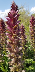 Acanthus syriacus
