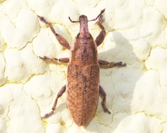 Lixus punctirostris
