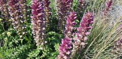Acanthus syriacus