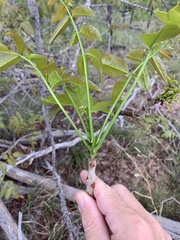 Flindersia australis