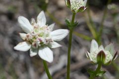 Alepidea serrata