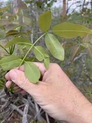 Flindersia australis