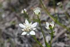 Alepidea serrata