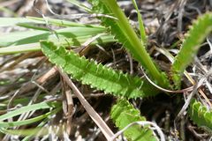 Alepidea serrata