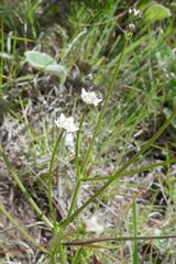 Alepidea serrata