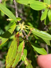 Erythroxylum australe