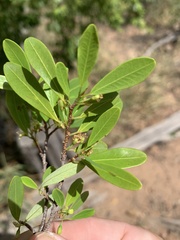 Erythroxylum australe
