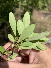 Erythroxylum australe