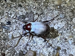 Listrochelus pulcher