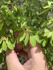 Erythroxylum australe