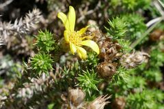 Arrowsmithia styphelioides