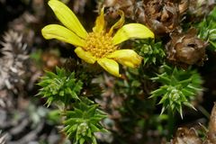 Arrowsmithia styphelioides