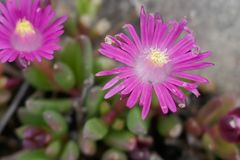 Delosperma grantiae