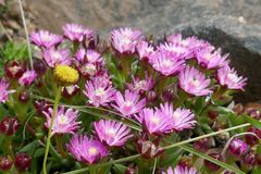 Delosperma grantiae