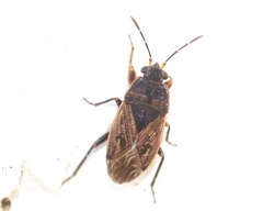 Trapezonotus arenarius
