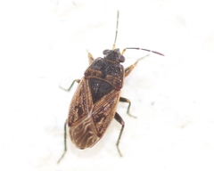Trapezonotus arenarius