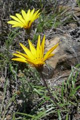 Gazania linearis linearis