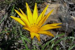 Gazania linearis linearis