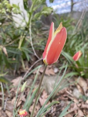 Tulipa clusiana