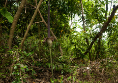 Amorphophallus hirtus