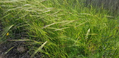 Hordeum spontaneum