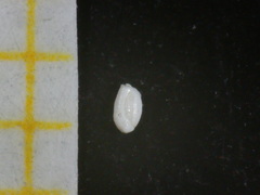 Quinqueloculina seminulum