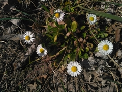 Bellis perennis