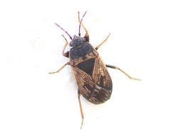 Trapezonotus dispar