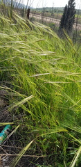 Hordeum spontaneum