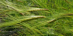 Hordeum spontaneum