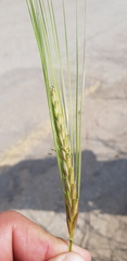 Hordeum spontaneum