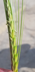 Hordeum spontaneum