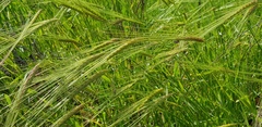 Hordeum spontaneum