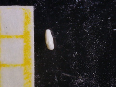 Quinqueloculina seminulum