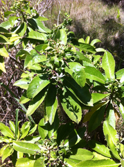 Scaevola chamissoniana