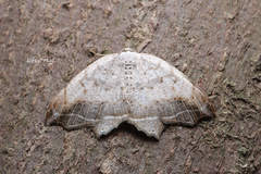 Oxymacaria temeraria