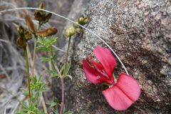 Indigofera hedyantha